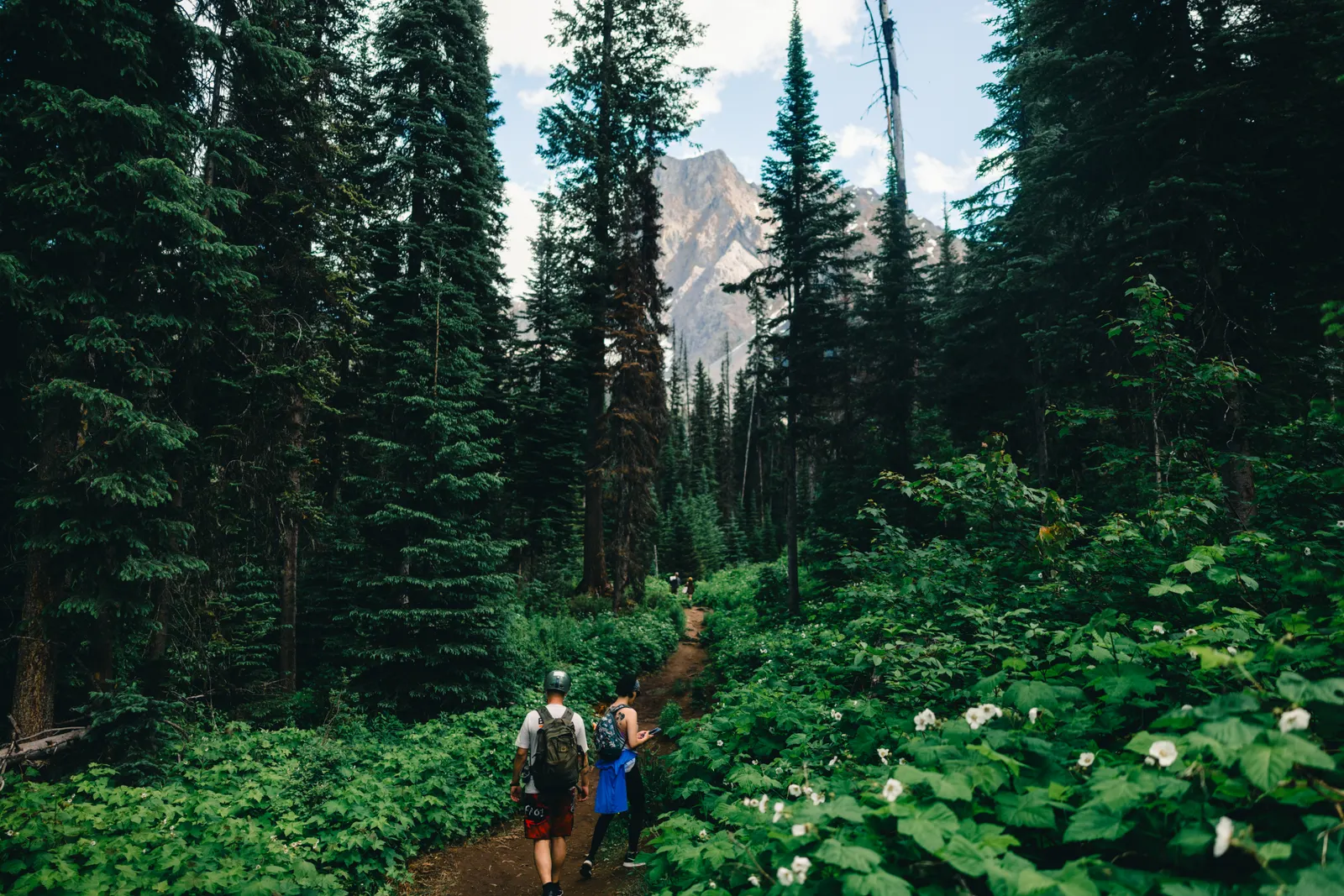 A forest trail leading toward mountains in Yoho National Park, British Columbia