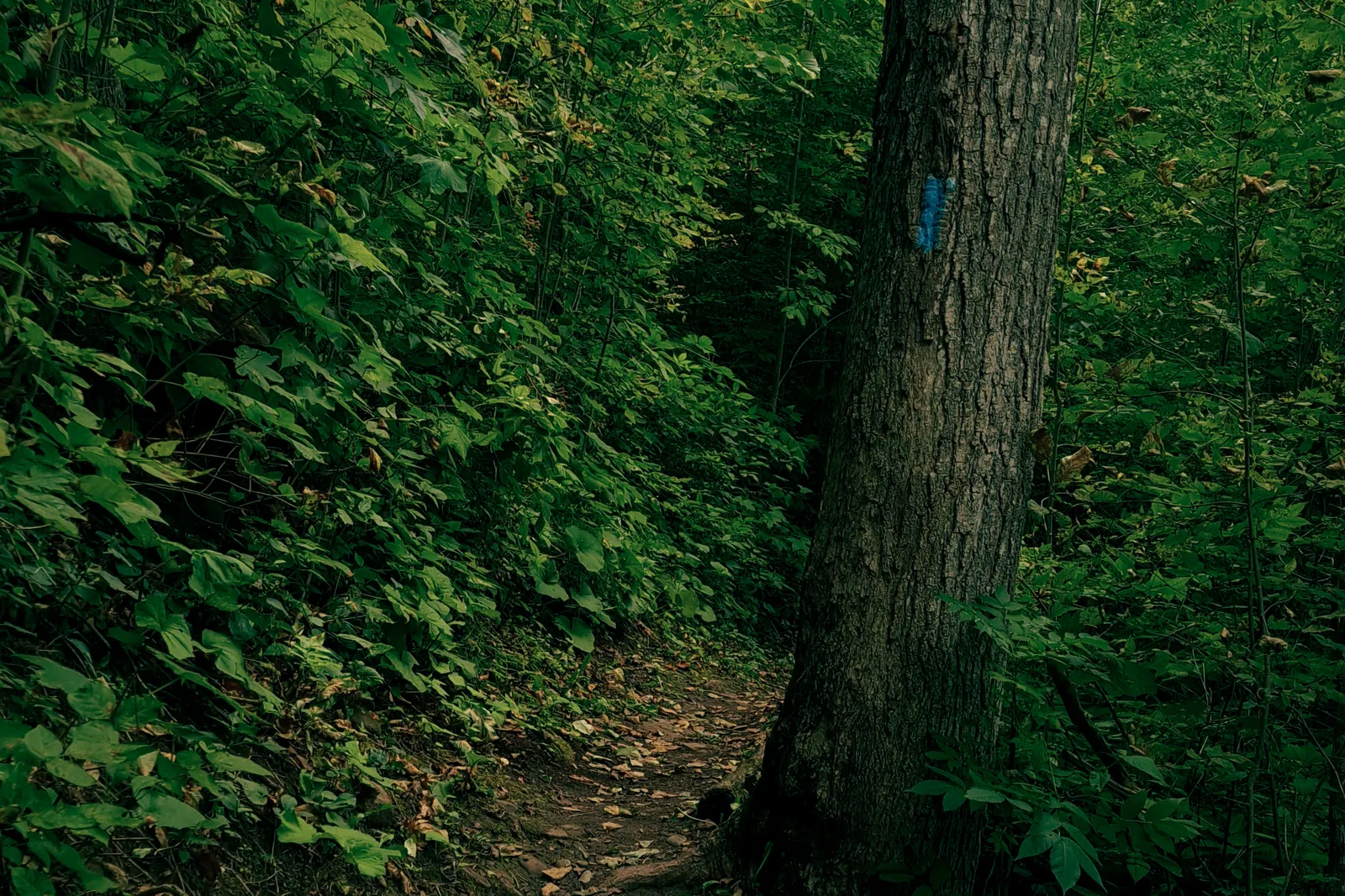 A narrow trail winding through dense green forest in southern Ontario