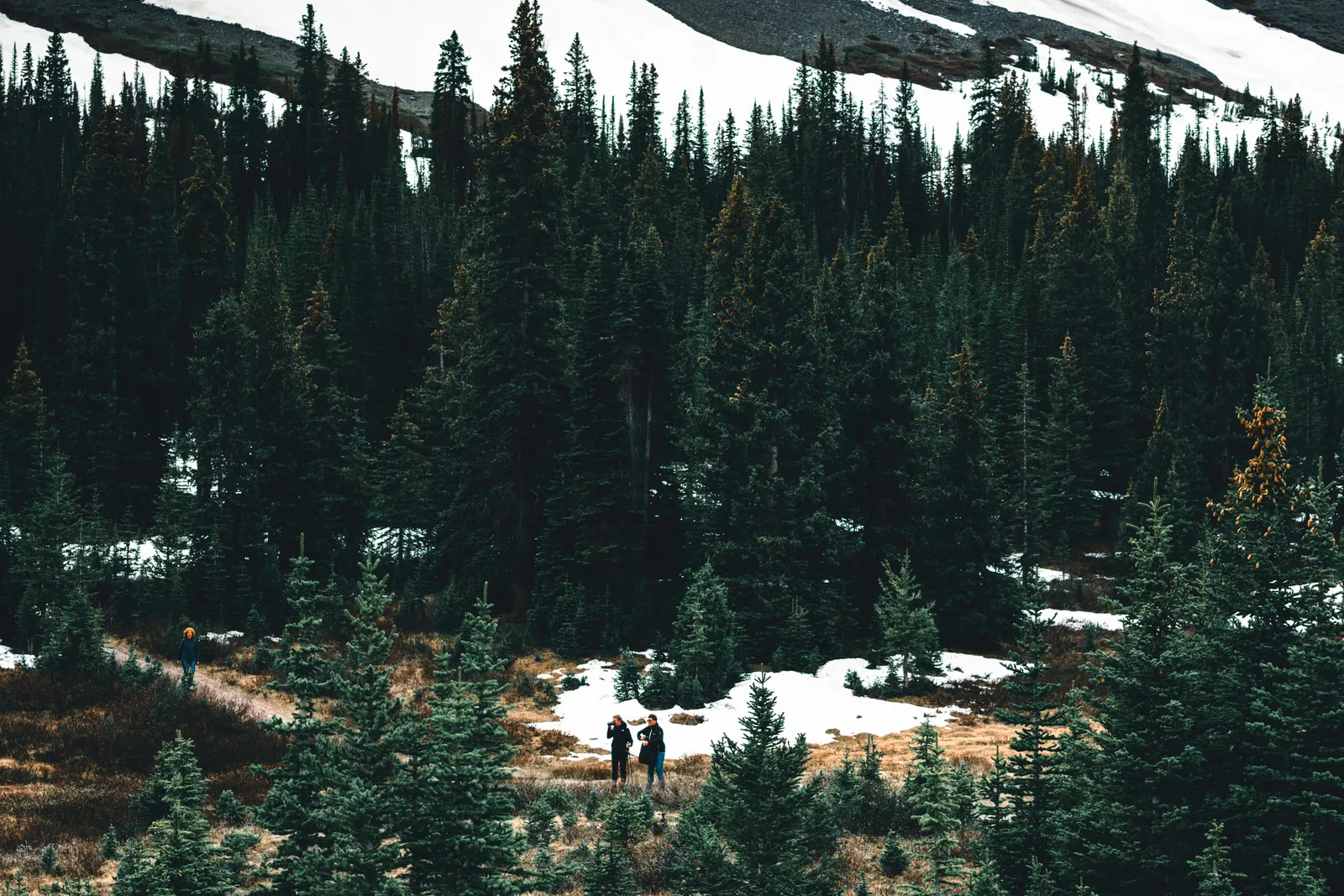 A highway curving through dense conifer forest toward mountains along the Icefields Parkway