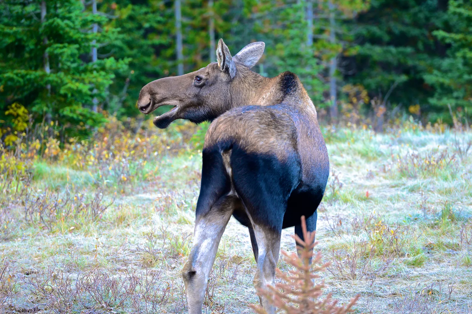 A moose standing in a green forest meadow, viewed from a distance