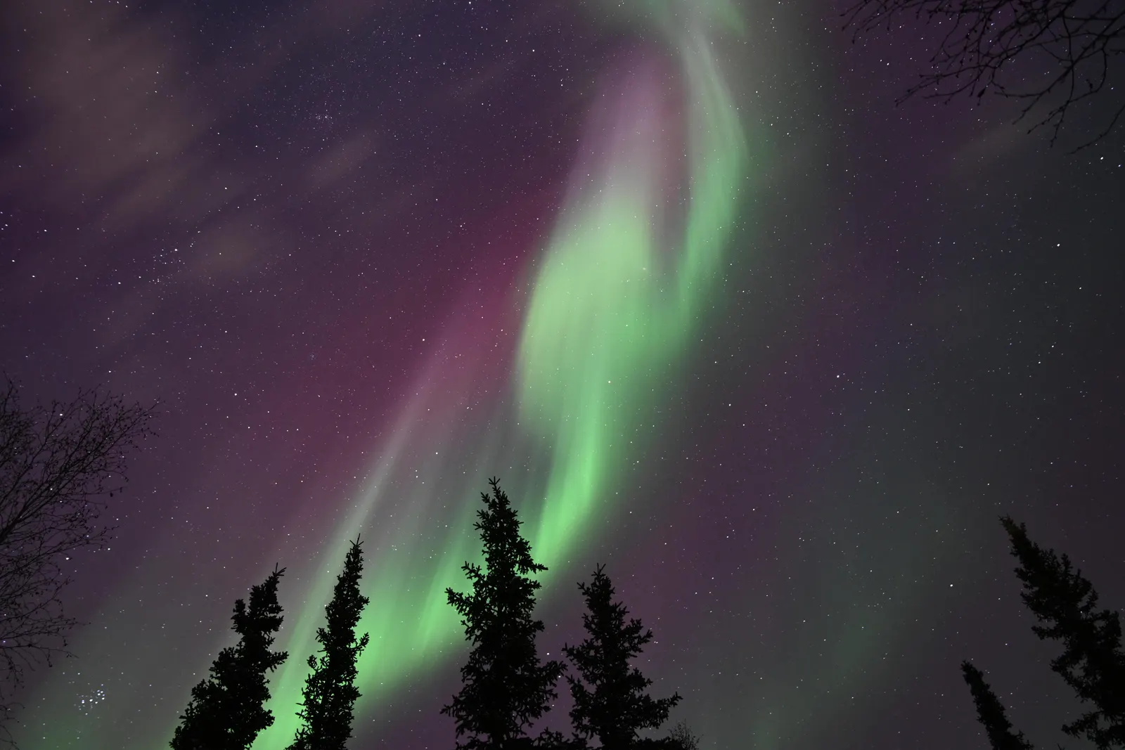 Green aurora borealis glowing above a dark line of spruce trees at night