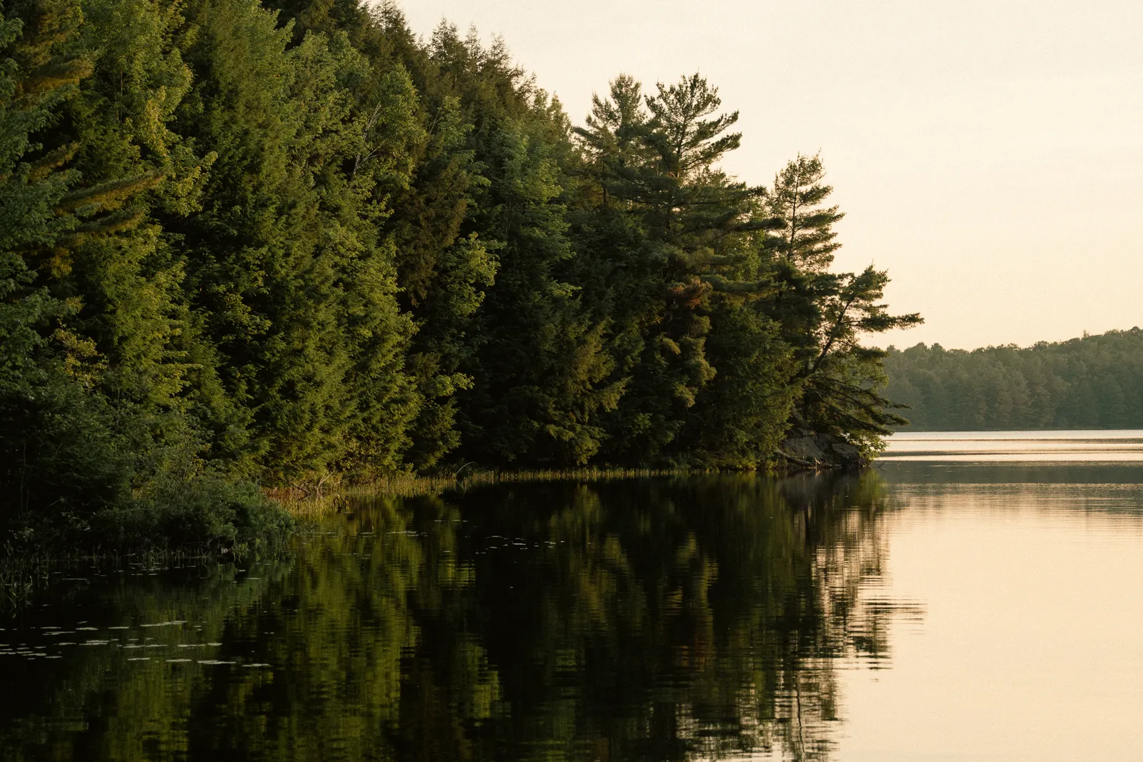 Still lake water reflecting a dense shoreline of evergreen and birch forest