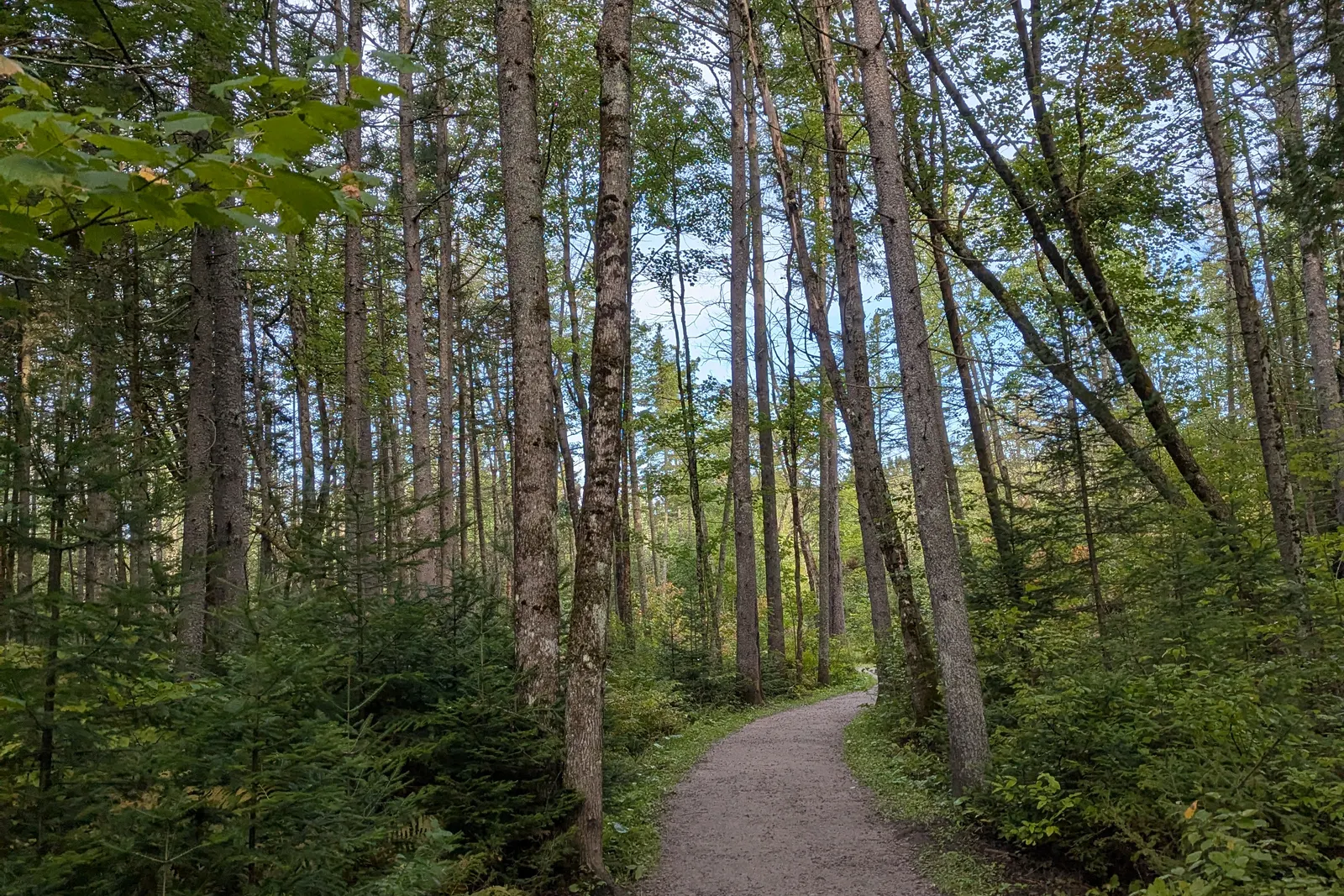 A forest path covered in fallen leaves beneath yellow and orange autumn trees in Quebec