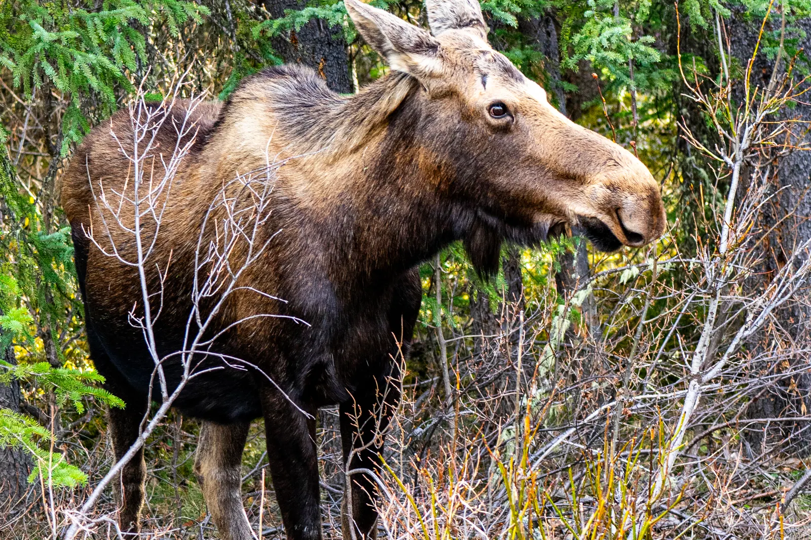 A bull moose standing among green shrubs at the edge of a forest in Jasper National Park